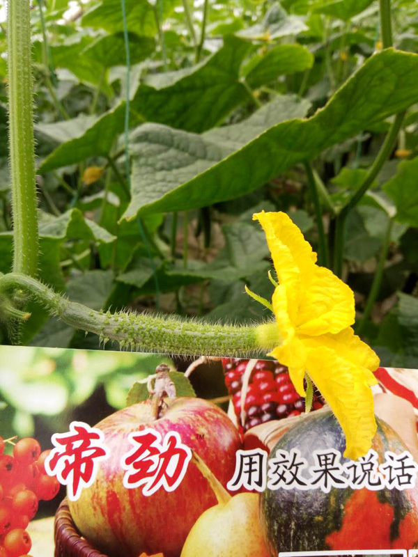 帝勁活動